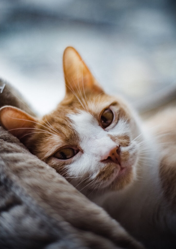 Cozy Cat Portrait: Expressive Eyes & Warm Tones Wallpaper
