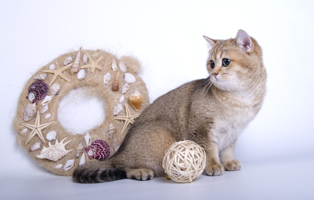 Cozy Cat with Seashell Garland & Wool Ball - Playful Wallpaper
