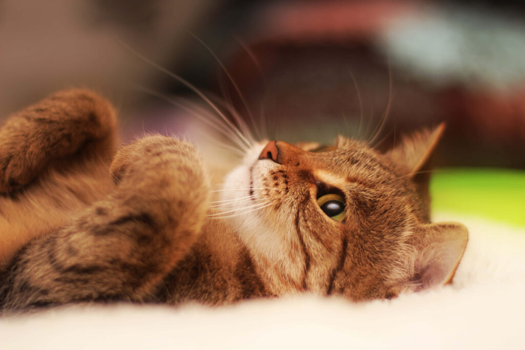 Cozy Cat Wallpaper: Feline Curiosity on Its Back with Soft Lighting