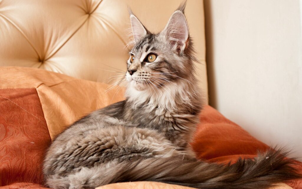 Charming Fluffy Cat on Plush Sofa - Cozy Feline Wallpaper Background