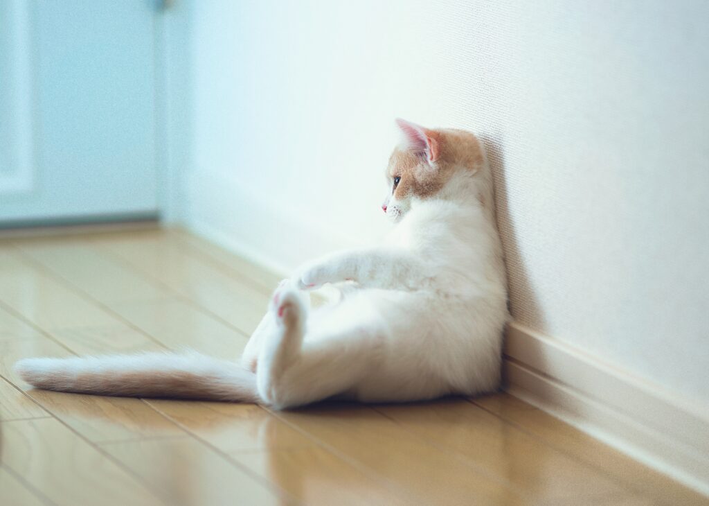 Cozy Cat Wallpaper: Relaxed Feline Against Serene Background