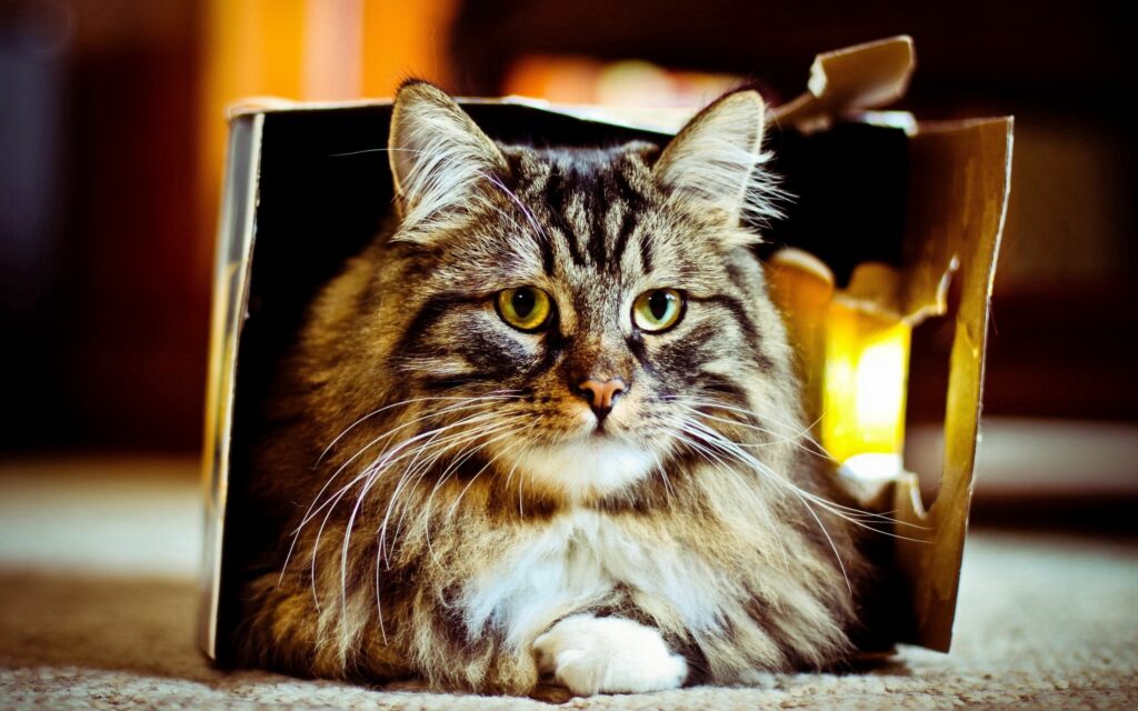 Cozy Fluffy Cat in Box Wallpaper - Perfect for Cat Lovers