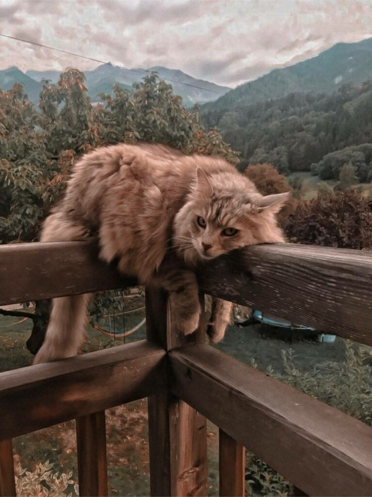 Cozy Cat Wallpaper: Fluffy Feline on Wooden Railing with Lush Mountains
