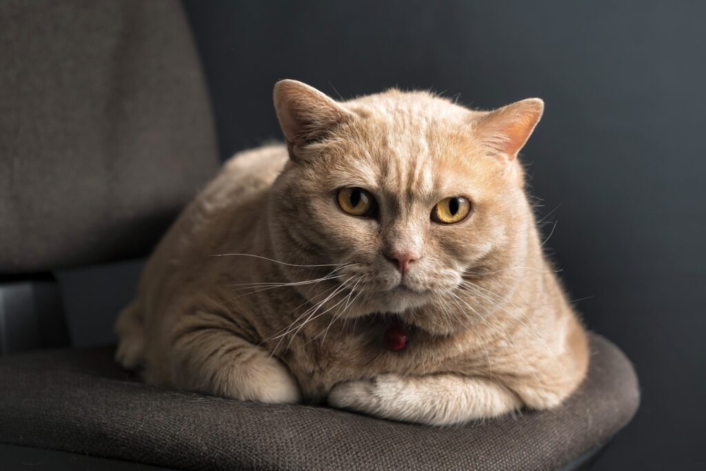 Cozy Cat Wallpaper: Relaxed Feline on Chair Exuding Serenity