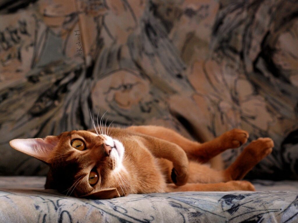 Cozy Cat Wallpaper: Young Feline Relaxing on Soft Patterned Surface