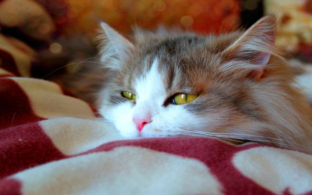 Cozy Serene Fluffy Cat with Multicolored Fur on Patterned Blanket Wallpaper