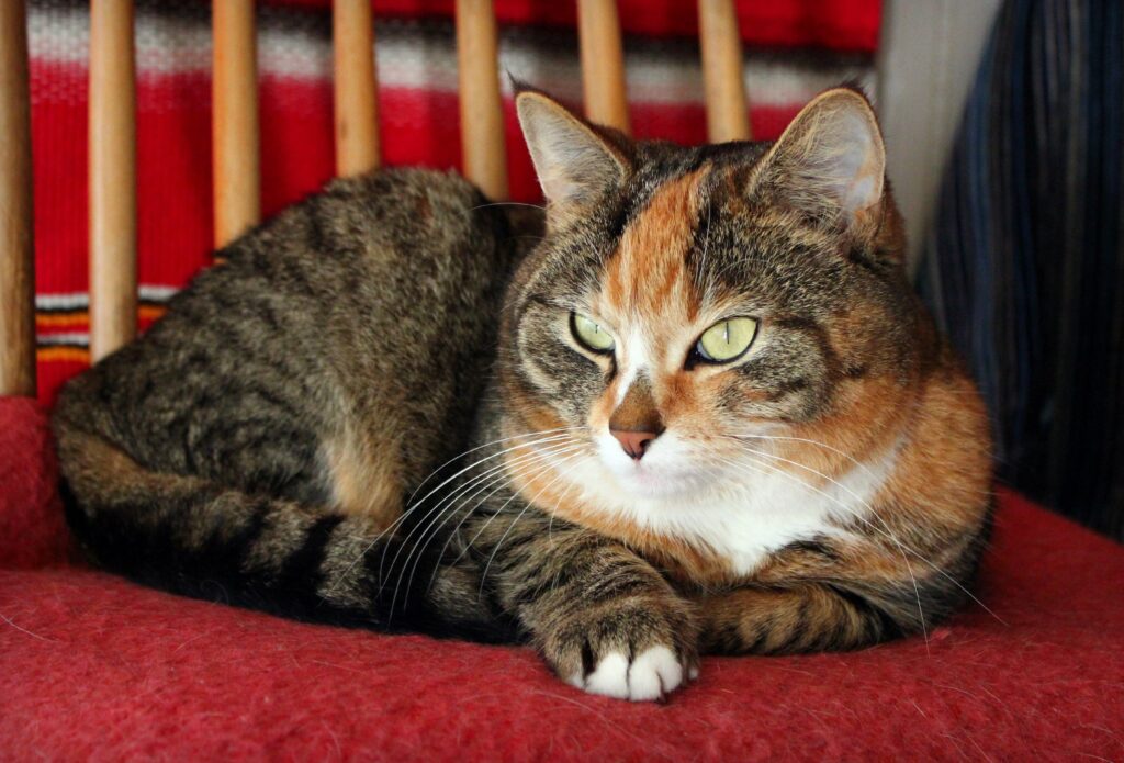 Beautiful Cat with Spotted and Striped Fur on Red Background Wallpaper