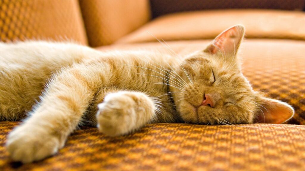 Serene Striped Cat Wallpaper: Cozy Sleep on Patterned Background
