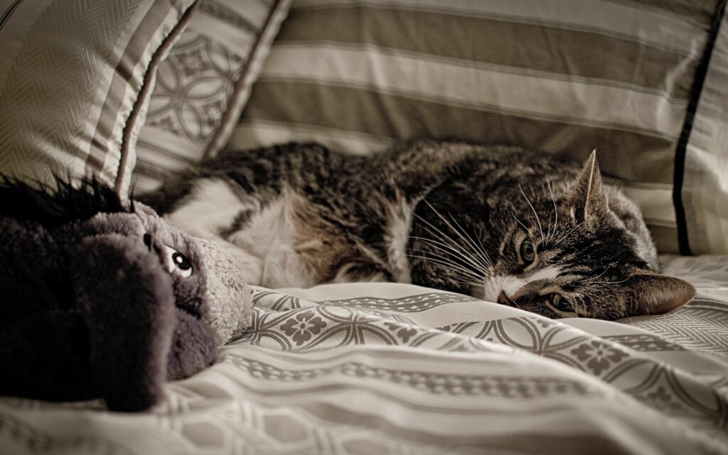 Cozy Cat Lying on Patterned Bed: Warm, Tranquil Wallpaper