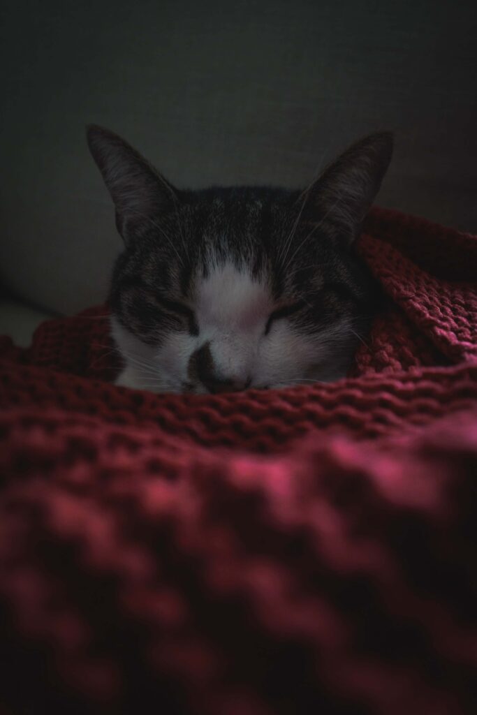 Tranquil Cat Wallpaper: Cozy Scene Under Red Blanket for Pet Lovers