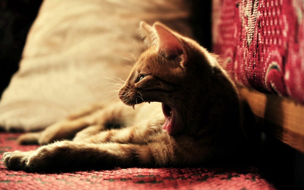 Cozy Yawning Cat on Patterned Rug - Warm Tones & Contentment Wallpaper
