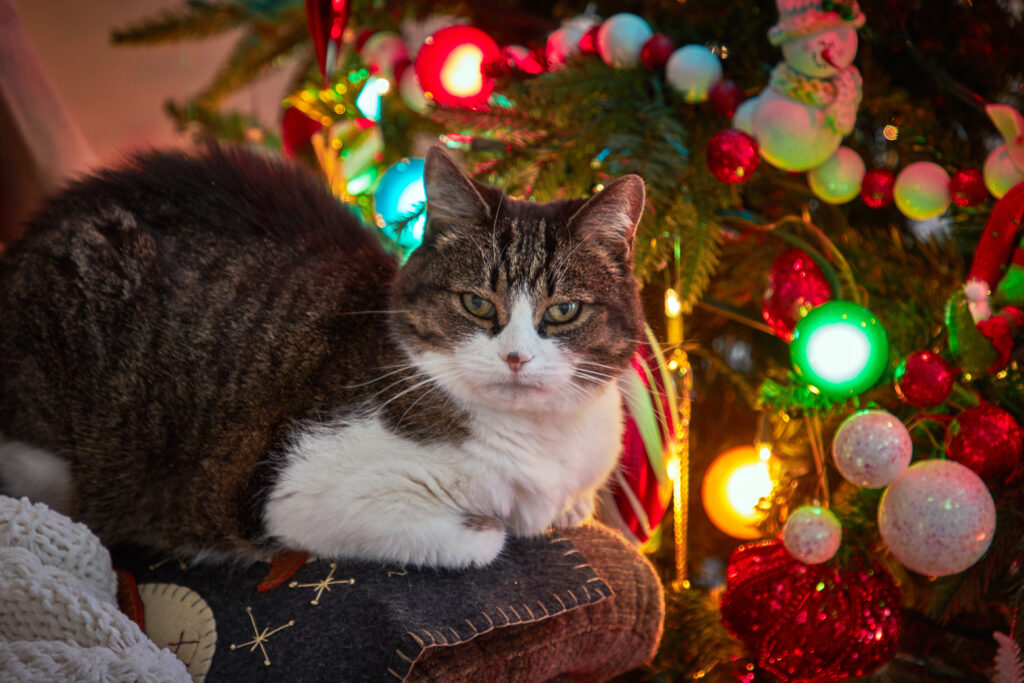 Cozy Cat by Christmas Tree - Festive Holiday Wallpaper Background