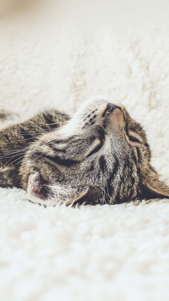 Cozy Cat Nap Wallpaper: Serene Cream Blanket Background for iPhone