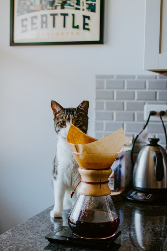 “Cozy Kitchen Cat by Coffee Setup with Seattle Poster Charm” Wallpaper