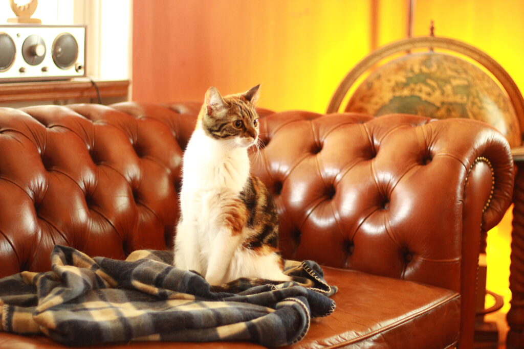 Cozy Cat on Tufted Leather Sofa with Vintage Globe Background Wallpaper