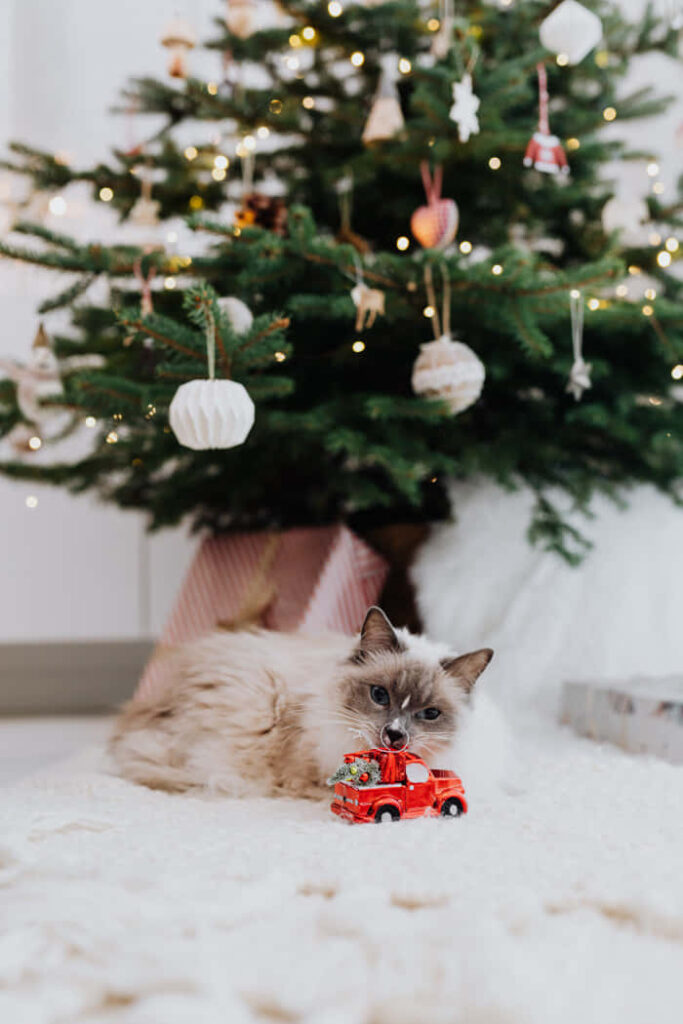 Cozy Cat Plays with Toy Truck by Festive Christmas Tree Wallpaper