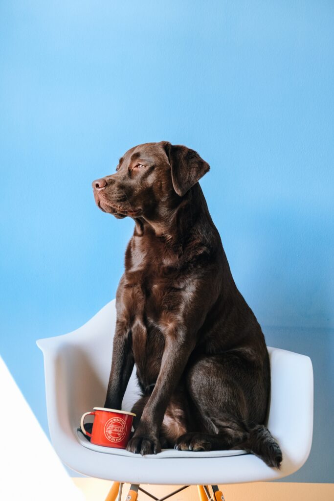 Cozy Chocolate Labrador on White Chair with Sky-Blue Background Wallpaper