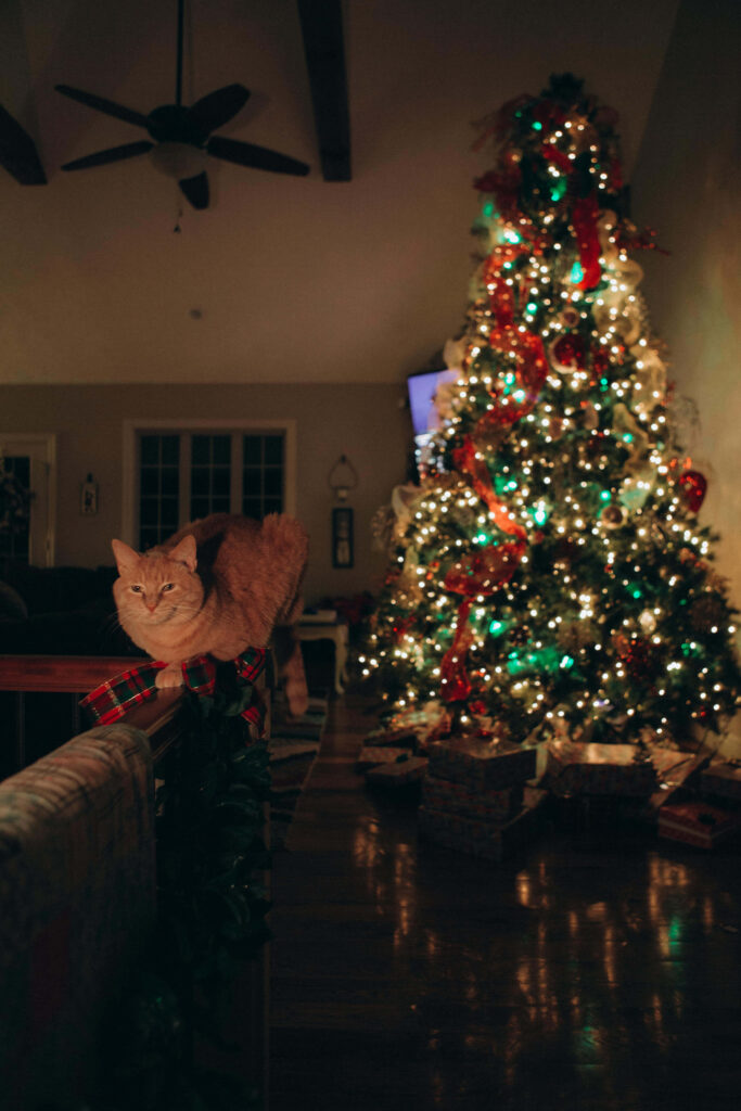 Cozy Cat by Decorated Christmas Tree: Holiday Spirit Scene Wallpaper