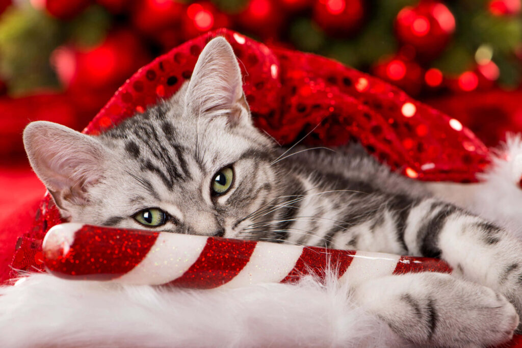 Cozy Christmas Kitten in Festive Decor on Plush Red Sequin Background Wallpaper