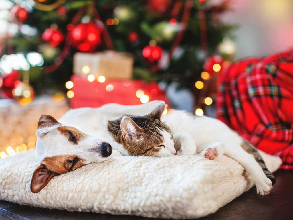 Cozy Dog & Cat Napping by Christmas Tree Wallpaper Background
