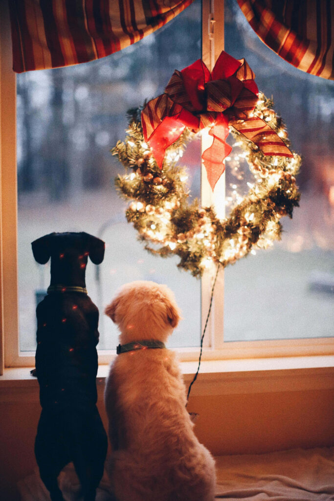 Cozy Christmas: Two Dogs by Window with Wreath and Soft Lights Wallpaper