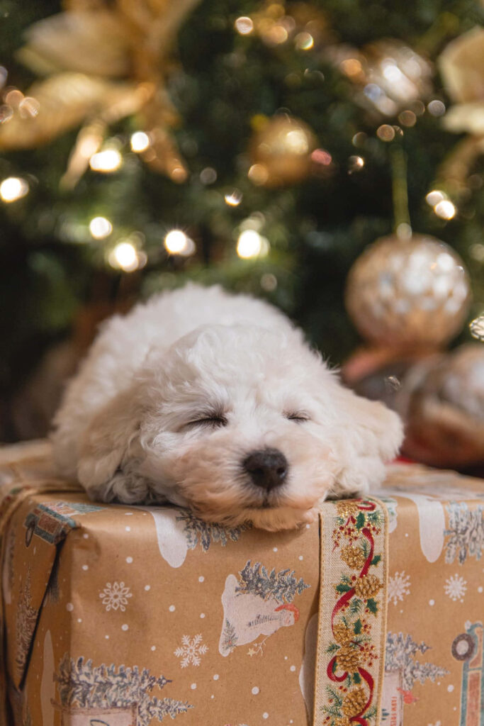 Fluffy White Puppy Naps on Christmas Present Among Holiday Lights Wallpaper