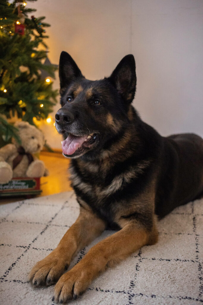 Charming German Shepherd by Christmas Tree - Festive Wallpaper Background
