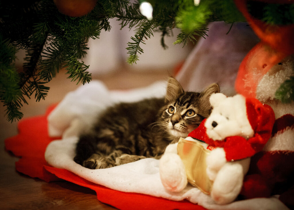 Cozy Kitten & Teddy Bear Under Christmas Tree Wallpaper
