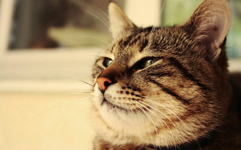 Chubby Cat Face Close-Up: Cozy Warm Tones & Soft Fur Wallpaper