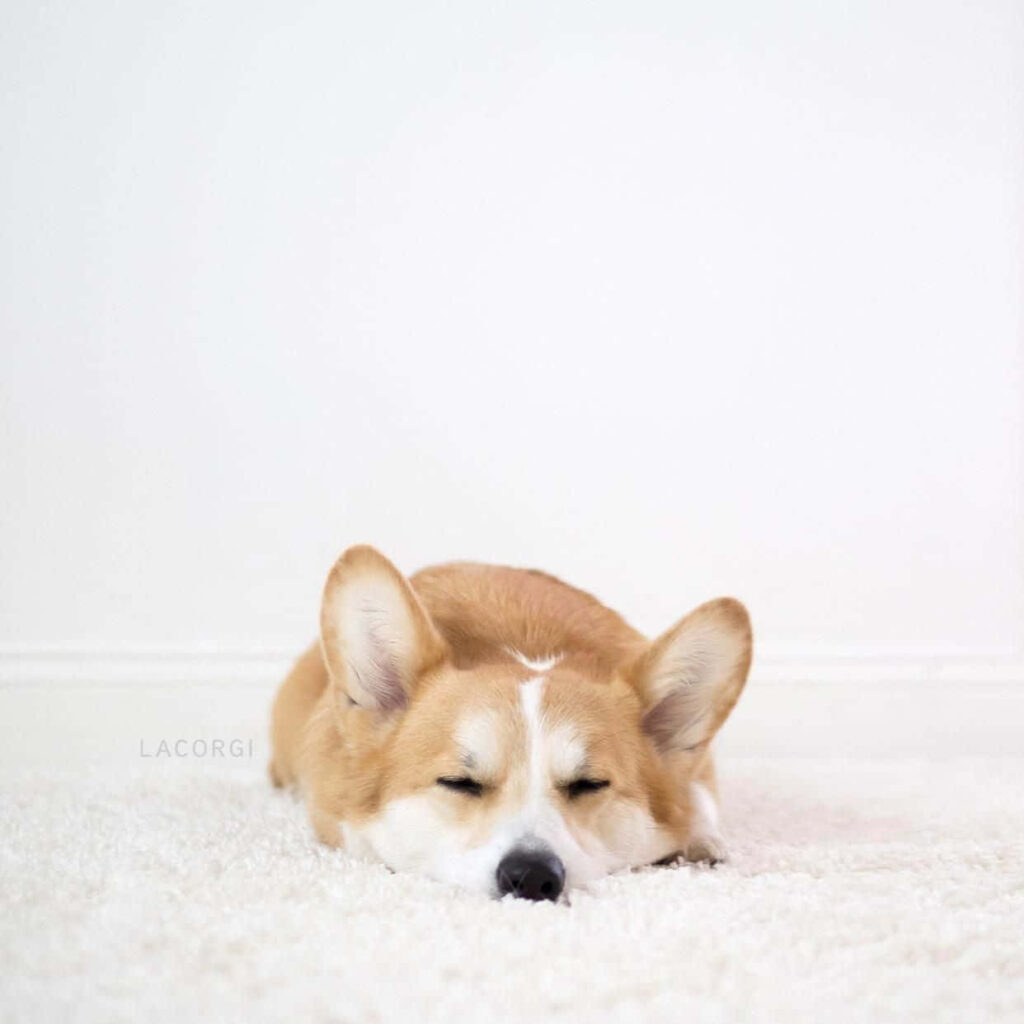Adorable Corgi Sleeping on White Carpet - Cozy Background Wallpaper