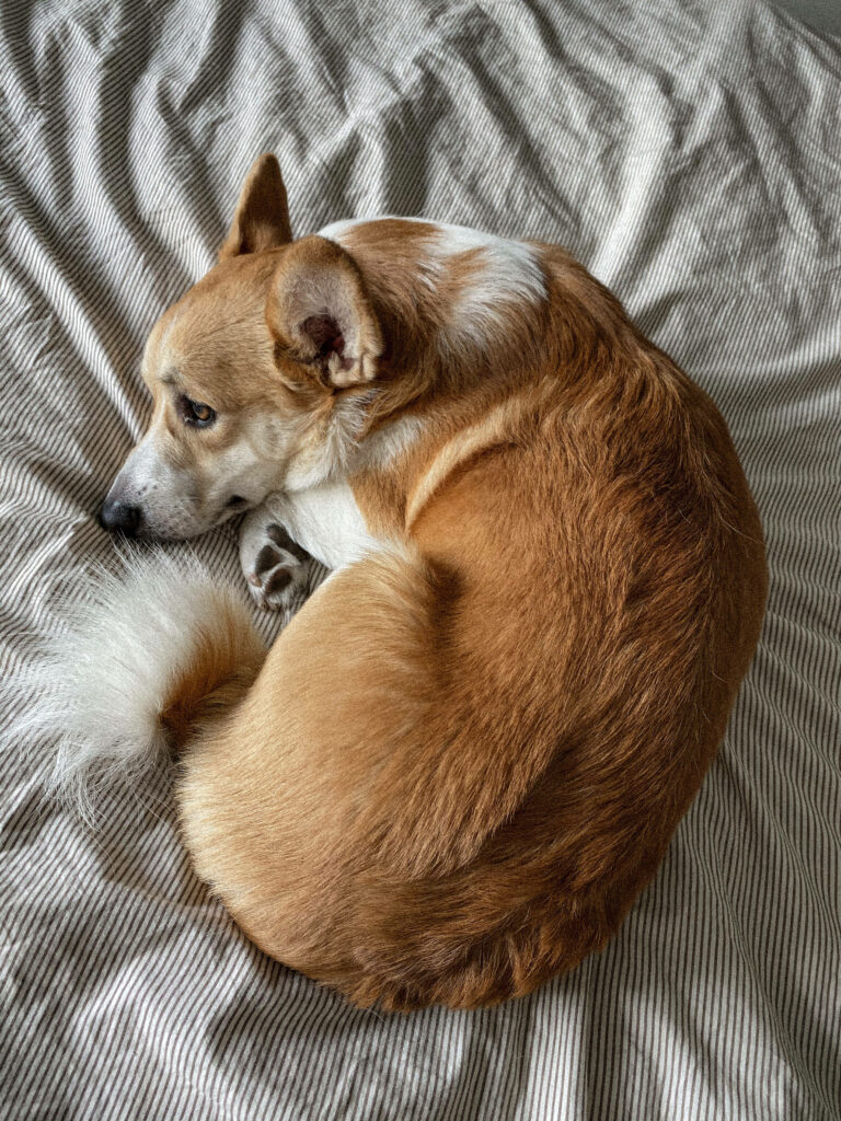 Cozy Brown Corgi Wallpaper: Serene Pet Love on Striped Bedspread