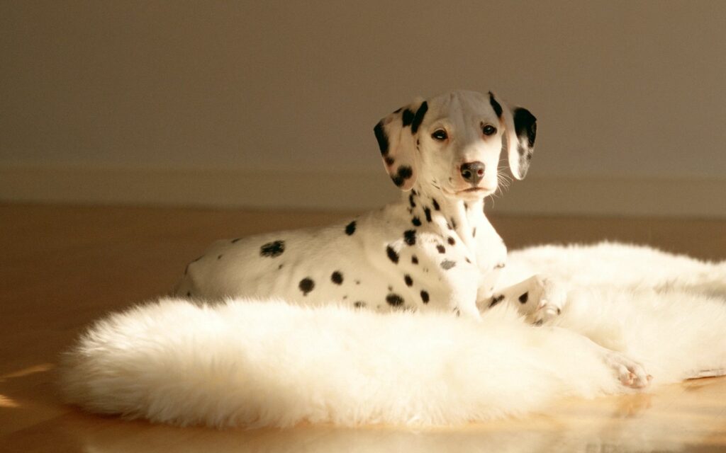 Cozy Dalmatian on White Fur Rug - Warm, Natural Light Setting Wallpaper