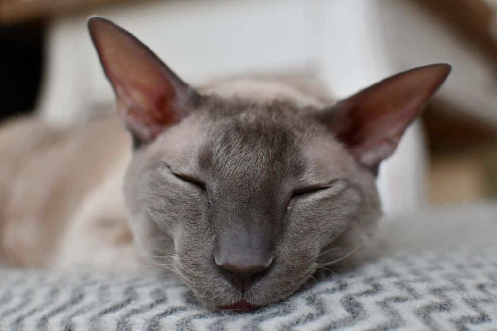 Cozy Devon Rex Cat Wallpaper: Comforting Background for Serenity