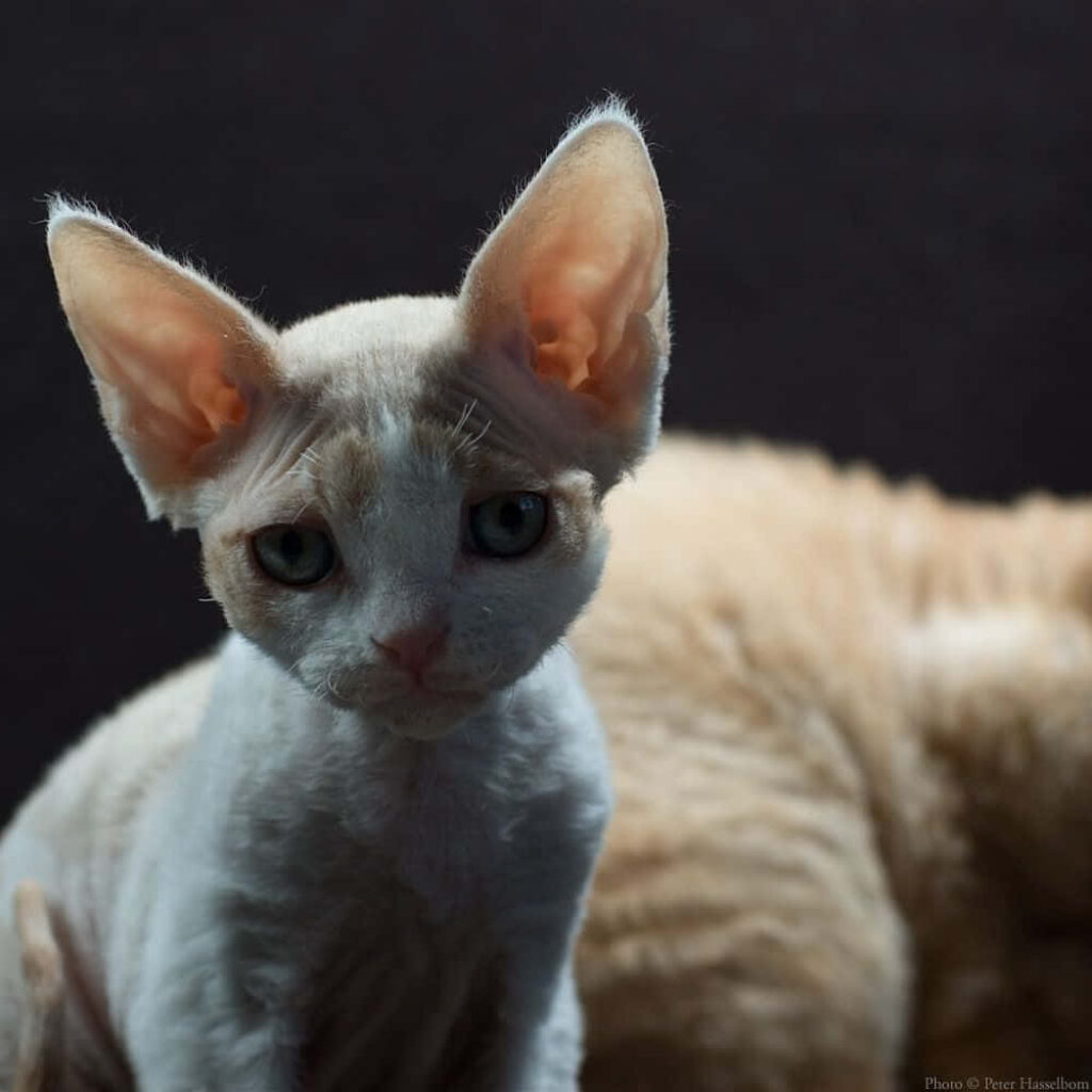 Cozy Devon Rex Cat Wallpaper: Large Ears & Wavy Fur in Dark Setting