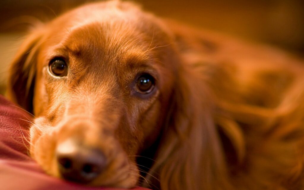 Cozy Dog Face Wallpaper: Expressive Eyes & Gentle Muzzle Close-Up