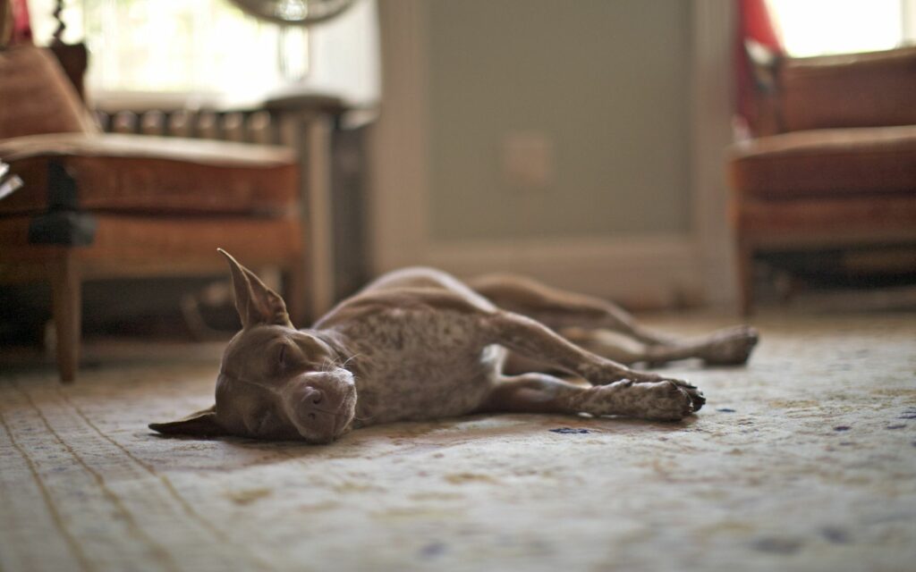 Cozy Dog Sleeping Wallpaper: Soft Light & Relaxing Atmosphere