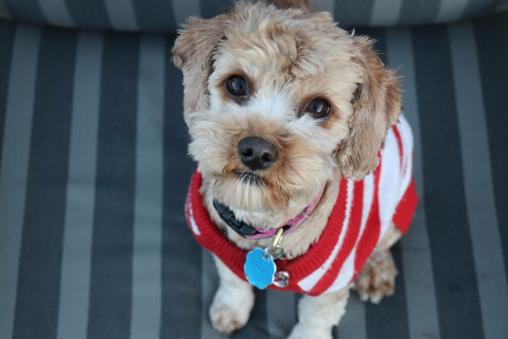Cozy Dog in Striped Sweater - Adorable Curly Fur Wallpaper