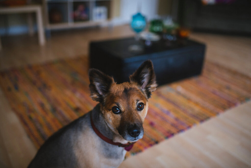 Cozy Living Room Dog Wallpaper: Expressive Eyes & Soft Muzzle