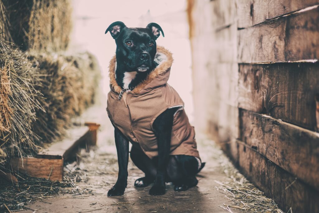Cozy Dog in Rustic Barn: Serene Wallpaper Background