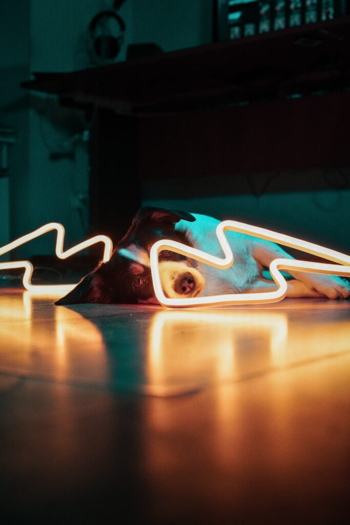 Cozy Dog on Floor with Neon Light - Modern Aesthetic Wallpaper