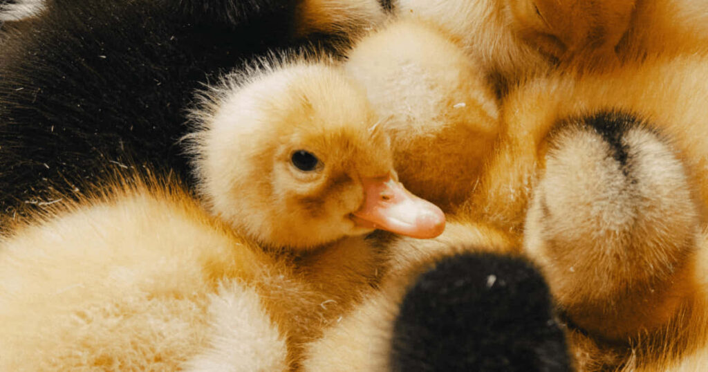 Cozy Ducklings Wallpaper: Adorable Close-Up of Fluffy Feathers