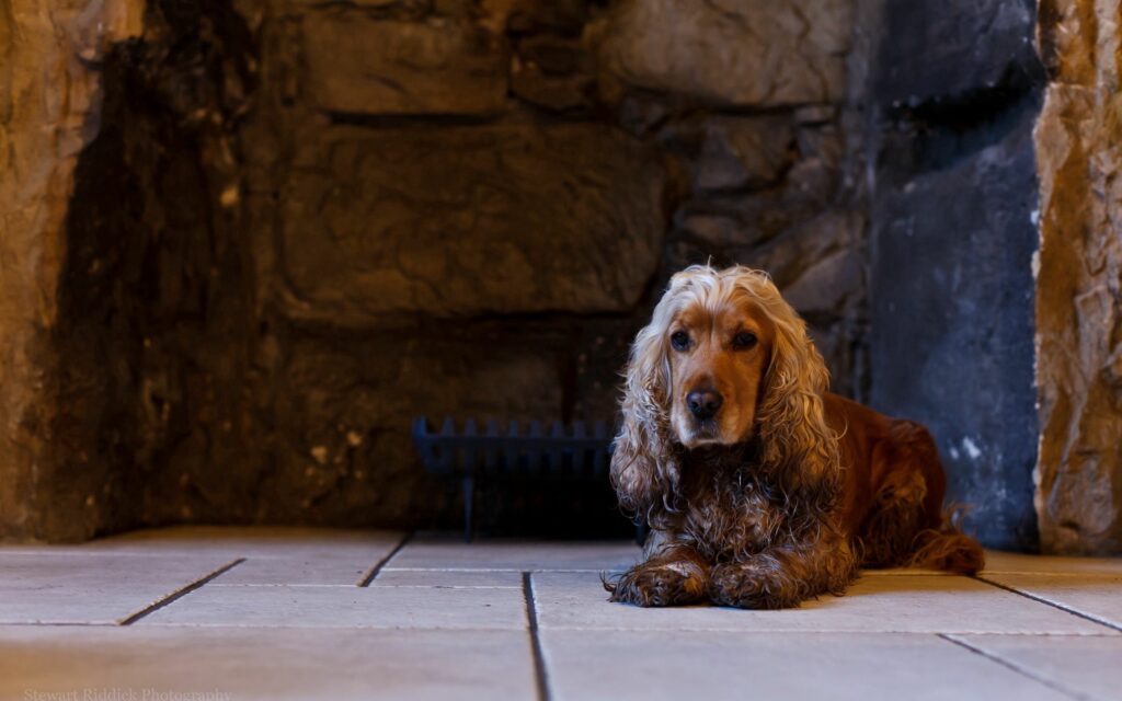 Cozy English Cocker Spaniel on Tiled Floor Against Stone Wall Wallpaper