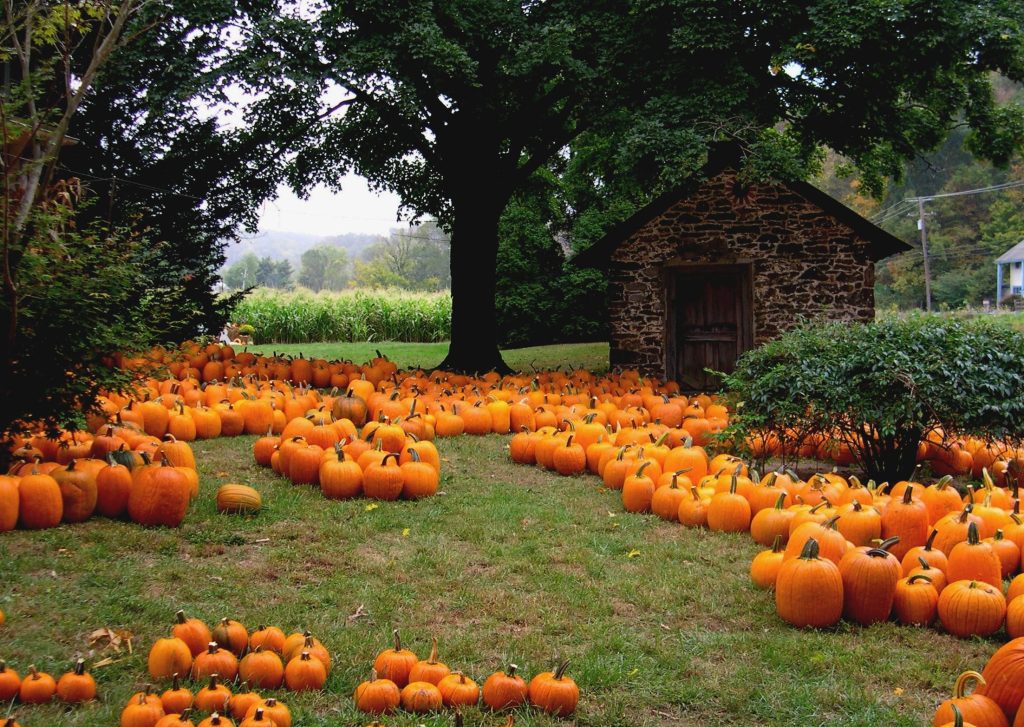Cozy autumn farm scene with vibrant pumpkins green lawn stone building and misty fall trees Wallpaper