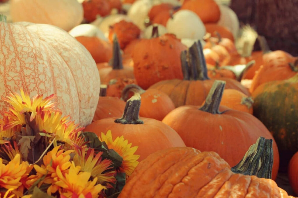 Cozy Autumn Pumpkin Wallpaper with Sunflowers for Fall Decor