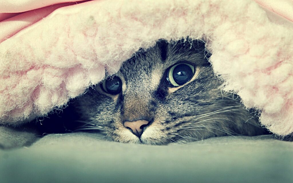 Cozy Cat Peeking from Soft Pink Blanket - Warm Feline Wallpaper