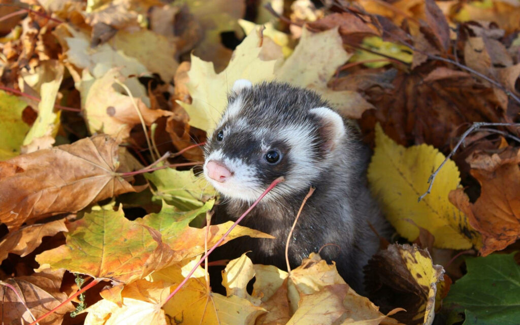 Cozy Ferret Wallpaper: Curious Ferret Among Autumn Leaves Background