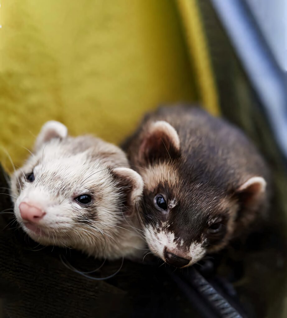 Cozy Ferrets Snuggling: Lively & Relaxed Wallpaper Background