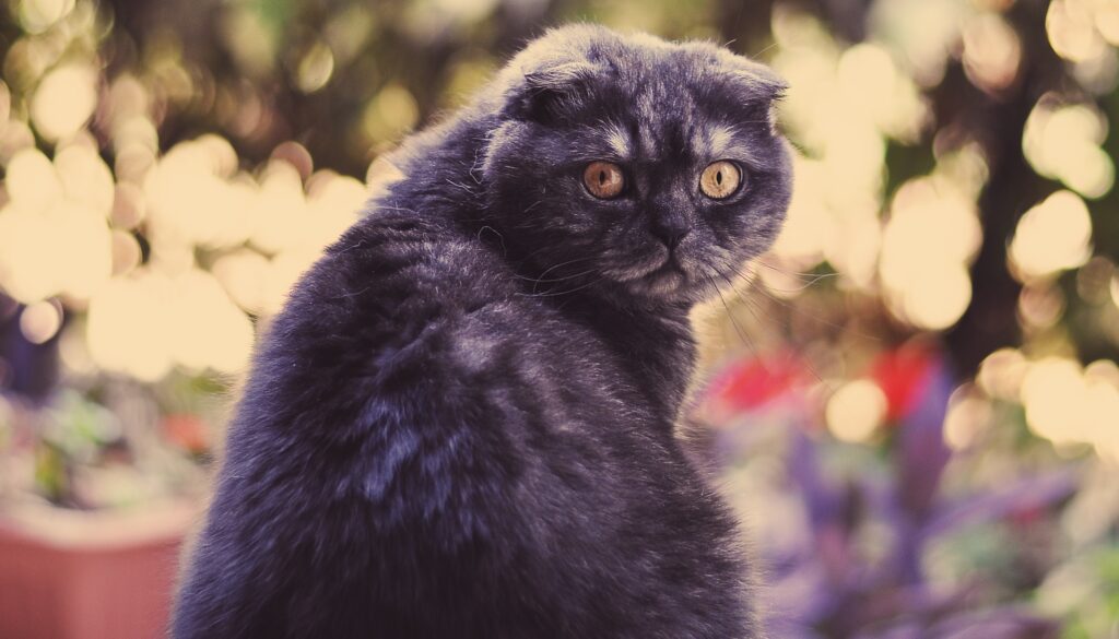 Fluffy Cat with Round Face - Cozy Background Wallpaper