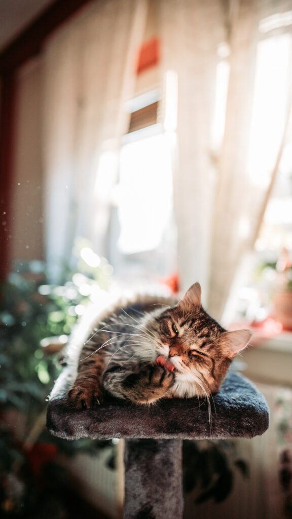 Fluffy Cat Relaxing in Sunlit Room - Cozy Wallpaper Background
