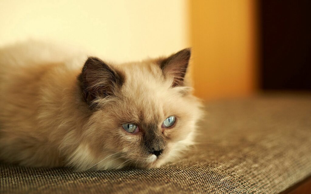 Cozy Fluffy Cat Wallpaper: Contemplative Gaze & Soft Textures